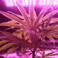 Understanding THCP Vs. THCA: A Clinical Nutrition Perspective